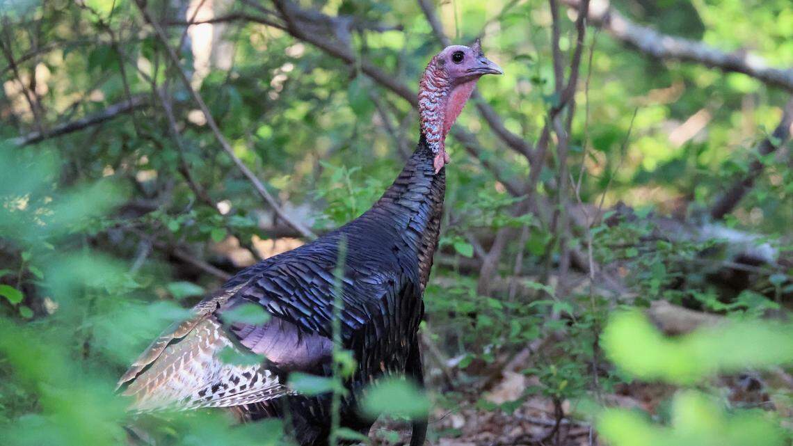 Meet Astoria, the Wild Turkey Who Is Taking Over Manhattan